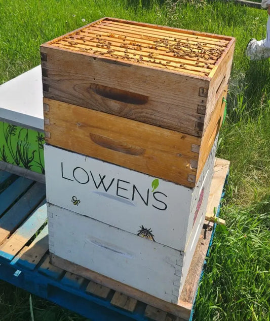 Lowen’s Bee Hive Collaboration at Heritage Park - Lowen's Natural Skincare
