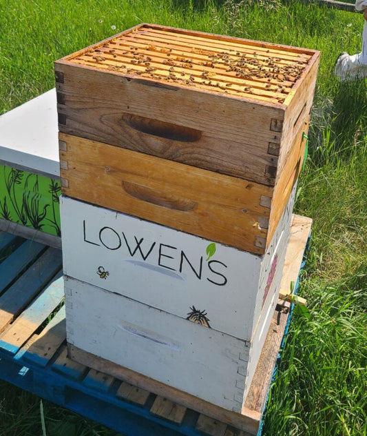 Lowen’s Bee Hive Collaboration at Heritage Park
