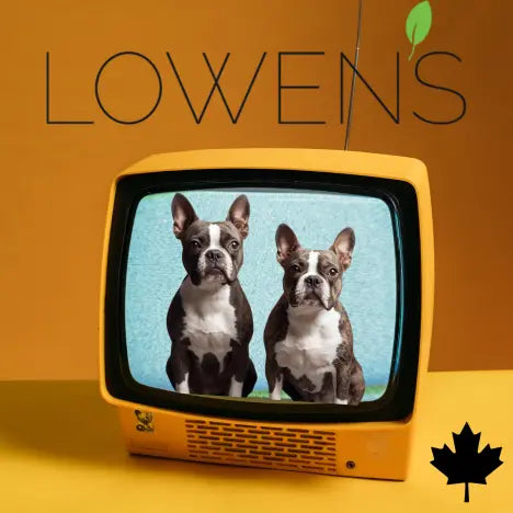 Lowen's and Boston Terriers PETA